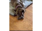 Adopt Lucy a Brown/Chocolate Labrador Retriever / American Pit Bull Terrier dog