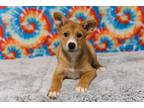 Adopt Pebbles a Tricolor (Tan/Brown & Black & White) Husky / Shepherd (Unknown