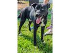 Adopt Noevien a Black Mixed Breed (Medium) / Mixed dog in Chamblee