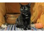 Adopt Aleah a All Black Domestic Shorthair / Domestic Shorthair / Mixed cat in