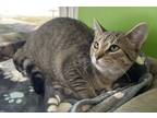 Adopt Kalliope ~Available at the J & K Mega Pet in Wabash!