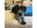 Adopt Bailey "The loveable" a Lhasa Apso, Shih poo