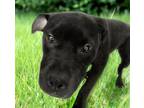 Adopt Toad a Black Pit Bull Terrier / American Pit Bull Terrier / Mixed dog in