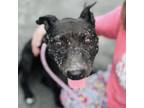 Adopt Puddin a Black American Staffordshire Terrier dog in Whitestone