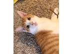 Adopt Jasper a Orange or Red (Mostly) Domestic Shorthair / Mixed cat in