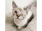 Adopt Bubbles (Aka Panamera) a White (Mostly) Siamese / Mixed (short coat) cat