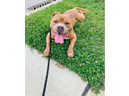 Adopt Damian a Brown/Chocolate Mixed Breed (Large) / Mixed dog in Cincinnati