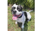 Adopt Dean a Black Mixed Breed (Large) / Mixed dog in Fernandina Beach