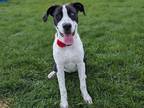 Adopt Callie a White American Pit Bull Terrier / Mixed dog in Boulder