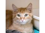 Adopt Leonardo a Orange or Red Domestic Mediumhair / Mixed cat in Morgan Hill