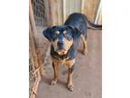 Adopt SKYWALKER a Black - with Tan, Yellow or Fawn Rottweiler / Mixed dog in