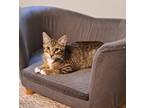 Adopt Archer a Domestic Shorthair / Mixed (short coat) cat in Brainardsville