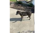 Adopt Jake a Brindle Mixed Breed (Medium) / Mixed Breed (Large) / Mixed dog in