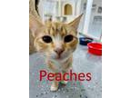 Adopt Peaches a Orange or Red (Mostly) Domestic Shorthair / Mixed (short coat)