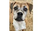 Adopt Reenah - Silver Heart a Tan/Yellow/Fawn - with White Boxer / Mixed dog in