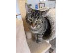 Adopt Ethel a Gray, Blue or Silver Tabby Domestic Shorthair / Mixed (short coat)