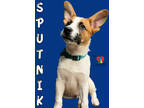 Adopt Sputnik a White Mixed Breed (Large) / Mixed dog in Grand Island