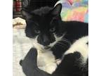 Adopt Perulee a Domestic Short Hair