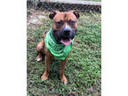 Adopt Alex a Brown/Chocolate Boxer / American Pit Bull Terrier / Mixed dog in