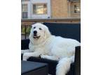 Adopt Gus McFloof a Great Pyrenees