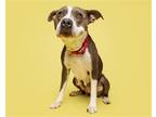 Adopt Loofa a Mixed Breed (Medium) / Mixed dog in Durham, NC (38755134)