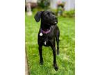 Adopt Mac a Black Labrador Retriever / Mixed dog in Portage, IN (38806782)