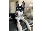 Adopt Bandit a Siberian Husky