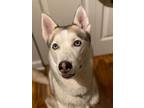 Adopt Lancelot a Siberian Husky