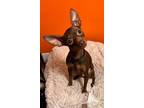 Adopt Choco a Miniature Pinscher