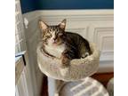 Adopt Chase a Domestic Short Hair