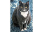 Adopt Little (In Foster) a Gray or Blue Domestic Shorthair / Domestic Shorthair