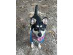 Adopt Coqueta a Black Australian Cattle Dog / Mixed dog in Gainesville