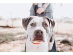 Adopt 66583A Ice a Gray/Blue/Silver/Salt & Pepper American Staffordshire Terrier