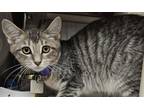 Adopt Phantom- Pending barn home a Gray or Blue Domestic Shorthair / Domestic