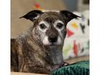 Adopt Shima a Brindle Terrier (Unknown Type, Medium) / Mixed dog in Alpharetta