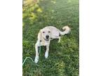 Adopt Isla a Labrador Retriever / Great Pyrenees / Mixed dog in Port Jervis