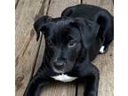 Adopt Alyce a Black - with White Labrador Retriever dog in Bolivar