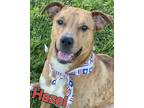 Adopt Hazel a Brindle American Pit Bull Terrier / Mixed dog in Louisville