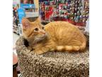 Adopt Binky Barnes a Orange or Red Domestic Shorthair / Mixed cat in Cumming