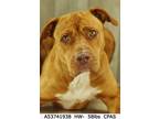 Adopt Xena a Red/Golden/Orange/Chestnut Terrier (Unknown Type