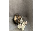 Adopt Twin a Calico or Dilute Calico Domestic Longhair / Mixed cat in Fort