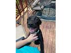 Adopt Midnight- ask about me I am in a foster home! a Black Labrador Retriever /