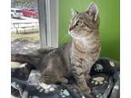 Adopt Kamilla ~ Available at J & K Mega Pet in Wabash! a Brown Tabby Domestic