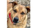 Adopt Bruno 2 a Black Mouth Cur, Terrier