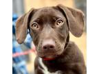 Adopt Scout a Dachshund, Terrier