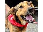 Adopt Ace a Black Mouth Cur, Terrier