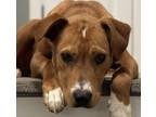 Adopt Hoss a Labrador Retriever, Terrier