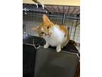 Adopt Sunny (Sundance) a Domestic Short Hair