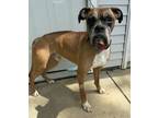 Adopt Kane a Boxer