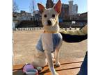 Adopt Mateo a Jindo, Mixed Breed